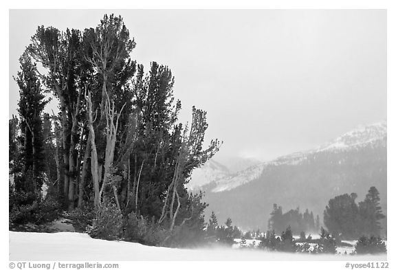 Trees in storm with blowing snow, Tioga Pass. Yosemite National Park (black and white)