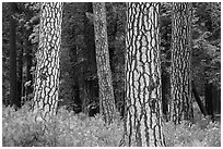 Pine forest with patterned trunks. Yosemite National Park ( black and white)