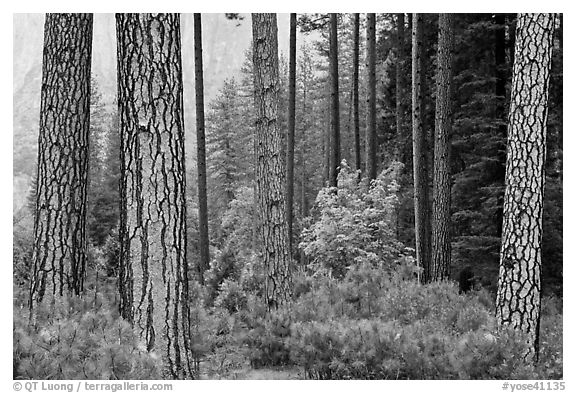 Forest with fall pine trees and spring undergrowth. Yosemite National Park, California, USA.