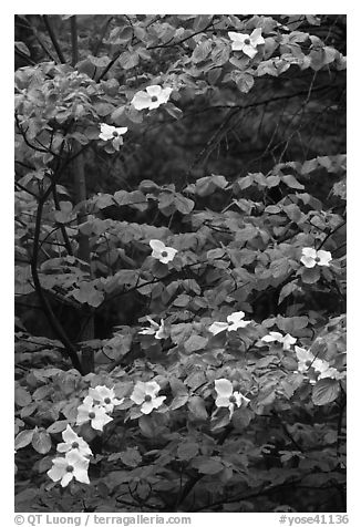 Dogwood tree branches with flowers. Yosemite National Park (black and white)