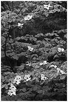 Dogwood tree branches with flowers. Yosemite National Park ( black and white)