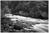 Merced River with newly leafed trees and dogwood, Happy Isles. Yosemite National Park ( black and white)