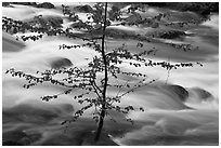 Branches and river, Happy Isles. Yosemite National Park ( black and white)