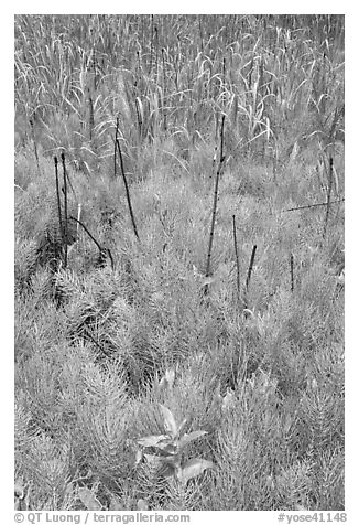 Horsetail grass (Equisetum arvense) near Happy Isles. Yosemite National Park (black and white)