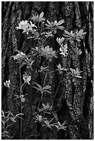 Azelea and pine trunk. Yosemite National Park ( black and white)