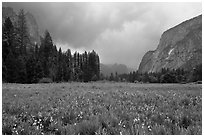 Wildflowers in Cook Meadow in stormy weather. Yosemite National Park ( black and white)