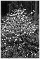 Pacific Dogwood in bloom near Crane Flat. Yosemite National Park ( black and white)