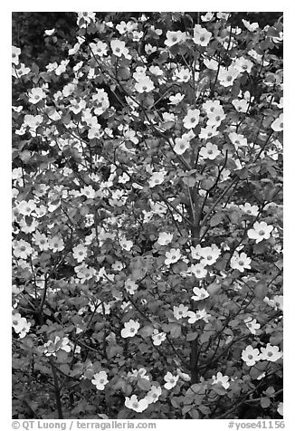 Close up of Pacific Dogwood. Yosemite National Park (black and white)