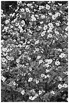 Close up of Pacific Dogwood. Yosemite National Park ( black and white)