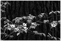 Dogwood branch with flowers against trunk. Yosemite National Park ( black and white)