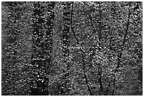 Curtain of recent Dogwood leaves and flowers in forest. Yosemite National Park ( black and white)
