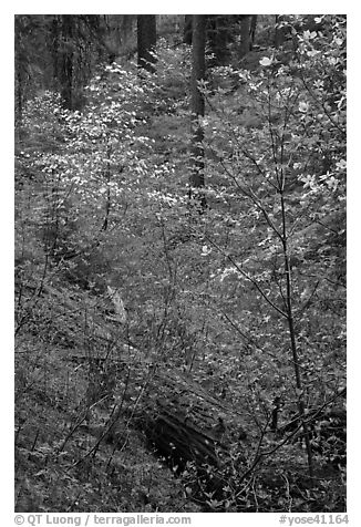 Ravine in spring with blooming dogwoods near Crane Flat. Yosemite National Park (black and white)