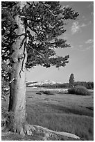 Pine tree in meadow, Tuolumne Meadows. Yosemite National Park ( black and white)