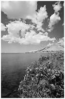 Wildflowers on shore of Gaylor Lake and clouds. Yosemite National Park ( black and white)