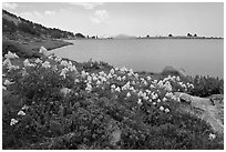 Wildflowers and lower Gaylor Lake. Yosemite National Park ( black and white)