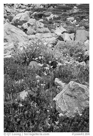 Alpine flowers and rocks. Yosemite National Park (black and white)