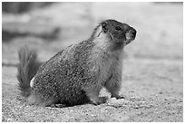 Marmot on slab. Yosemite National Park, California, USA. (black and white)