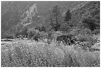 Flowers and trees, Hetch Hetchy. Yosemite National Park ( black and white)