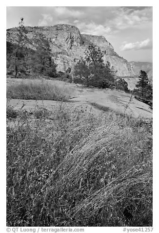 Flowers, grasses, and Hetch Hetchy Dome. Yosemite National Park (black and white)