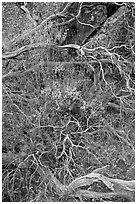 Dead branches, brush, and rock, Hetch Hetchy. Yosemite National Park ( black and white)