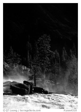 Tree in swirling waters and forest in shade, Waterwheel Falls. Yosemite National Park (black and white)