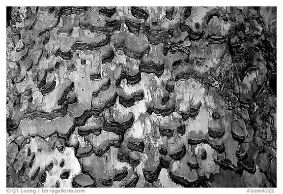 Detail of bark of pine. Yosemite National Park, California, USA.