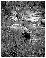 Lupine and stream, Tuolumne meadows. Yosemite National Park, California, USA. (black and white)