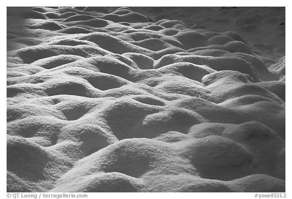Rounded pattern of snow over grasses, Cook Meadow. Yosemite National Park (black and white)