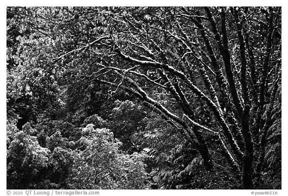 Branches with new leaves and snow. Yosemite National Park (black and white)