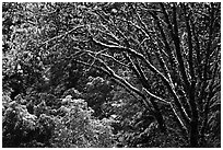 Branches with new leaves and snow. Yosemite National Park ( black and white)