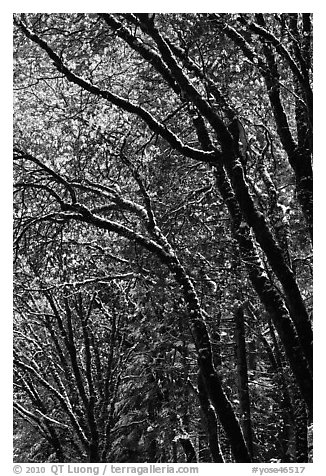 Green leaves and fresh snow. Yosemite National Park (black and white)