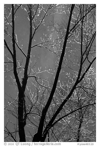 Bare branches and Bridalveil Fall. Yosemite National Park (black and white)