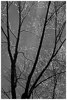 Bare branches and Bridalveil Fall. Yosemite National Park ( black and white)