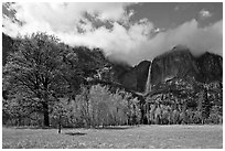 Meadow, trees, and Yosemite Falls in spring. Yosemite National Park ( black and white)