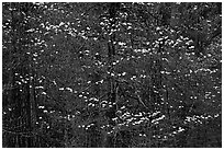 Dogwood blooms floating in forest. Yosemite National Park ( black and white)