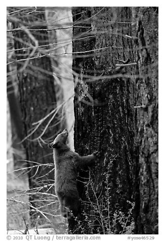 Bear cub climbing tree. Yosemite National Park, California, USA.
