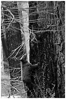 Bear cub climbing tree. Yosemite National Park, California, USA. (black and white)