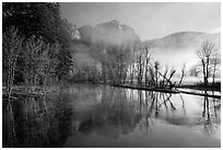 Merced River and early morning fog. Yosemite National Park ( black and white)