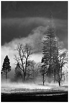 Morning fog and trees. Yosemite National Park ( black and white)
