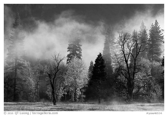 Fog lifting above trees in spring. Yosemite National Park (black and white)