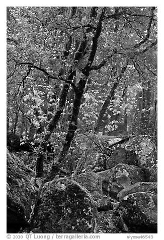 Boulders and newly leafed tree, Happy Isles. Yosemite National Park (black and white)