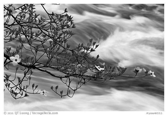 Dogwood branch and Merced River rapids. Yosemite National Park (black and white)