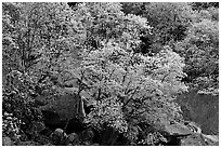 Newly leafed trees and boulders. Yosemite National Park ( black and white)
