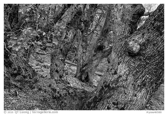 Oak trees on forested slopes. Yosemite National Park, California, USA.