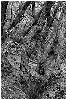 Gnarled Oak tree branches. Yosemite National Park, California, USA. (black and white)