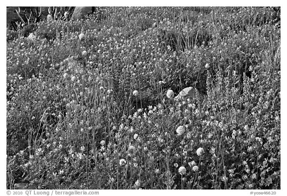 Carpet of wildflowers. Yosemite National Park (black and white)