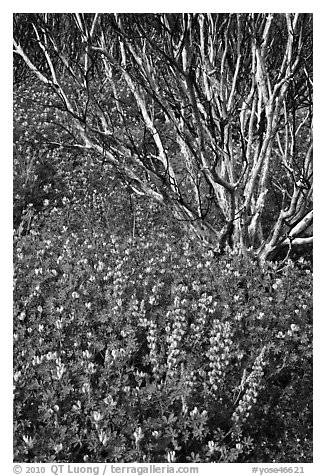 Lupine and. Yosemite National Park (black and white)