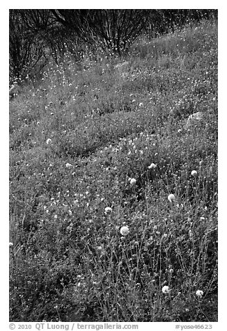 Wildflower-covered slope. Yosemite National Park (black and white)