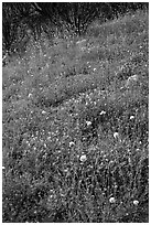Wildflower-covered slope. Yosemite National Park ( black and white)