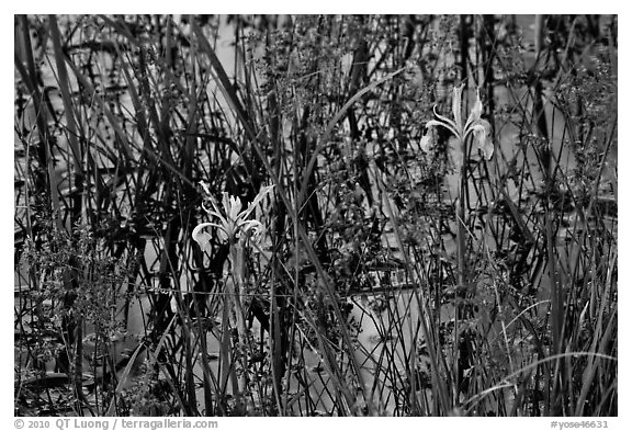 Wild Irises and cliff reflections. Yosemite National Park (black and white)